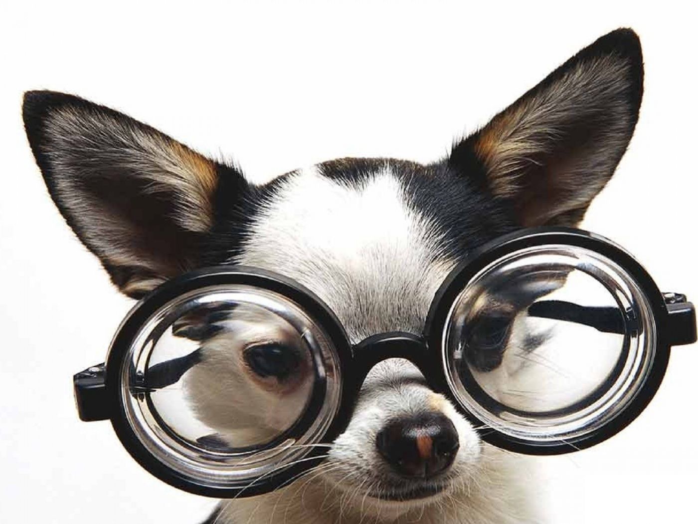 cute chihuahua wearing glasses